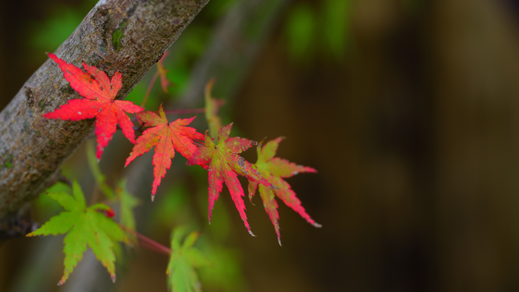 Red Friends