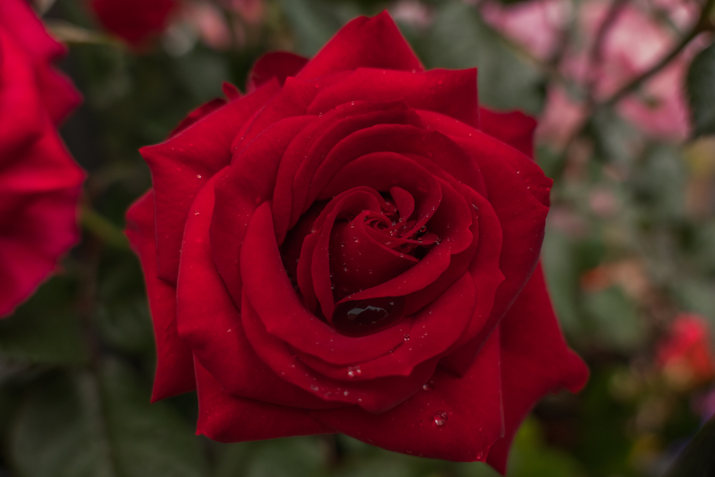 雨の日に薔薇を愛でる・・・