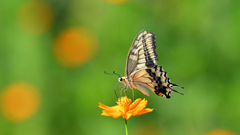 Butterfly・・・^^