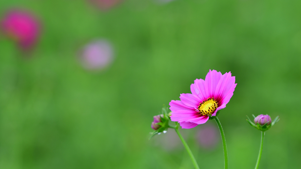 Cosmos bipinnatus Cav.