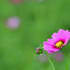 Cosmos bipinnatus Cav.
