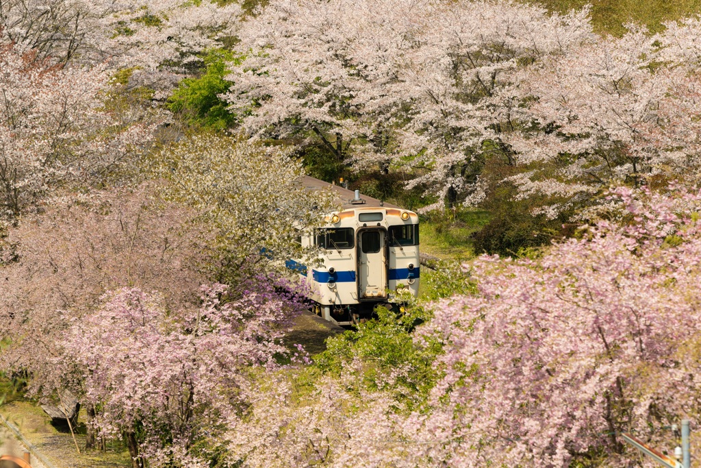 SAKURA Departure