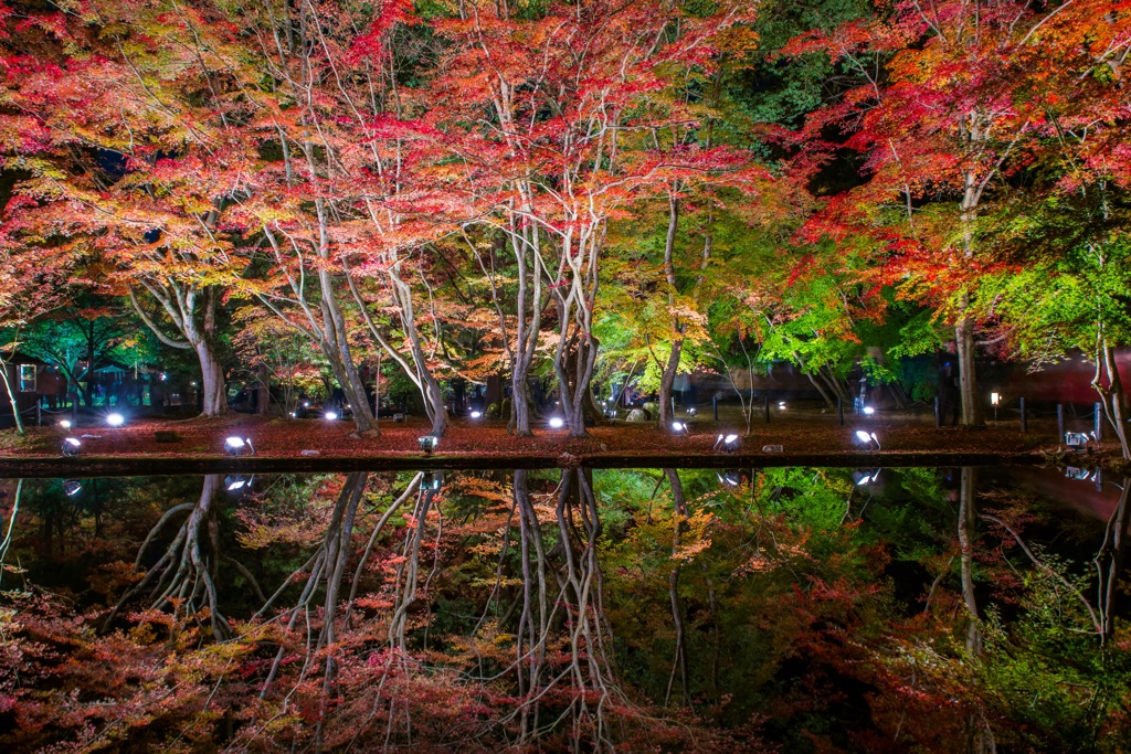 MOMIJI Reflex