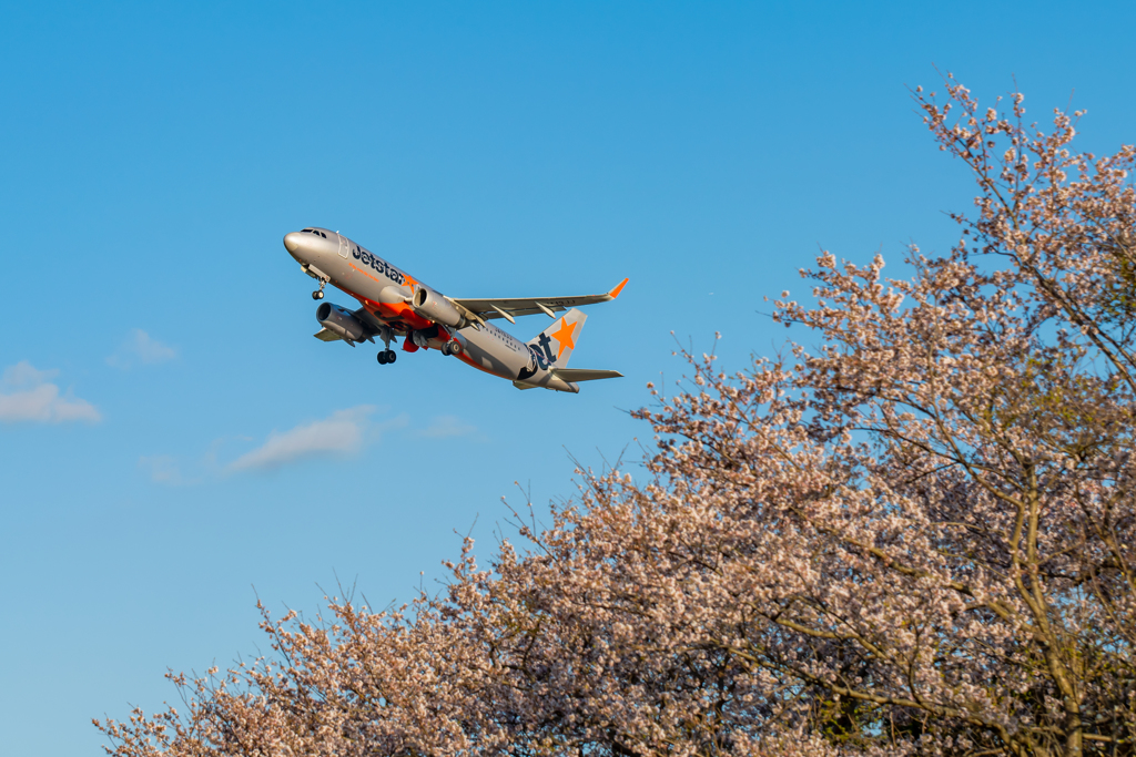 さくらの山 in KOJ