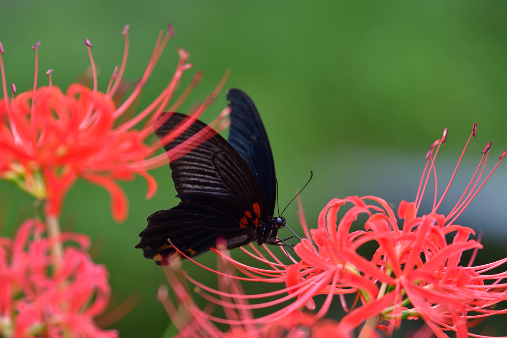 The Black Butterfly