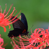 The Black Butterfly