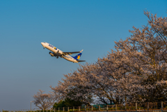 SKY × SAKURA × すかい