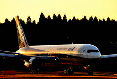 Golden Shadow