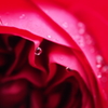 Shizuku of Rose