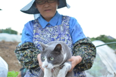 おばあと猫