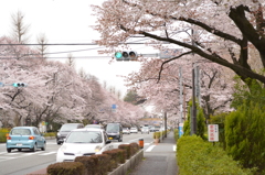 桜並木
