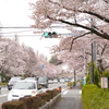 桜並木