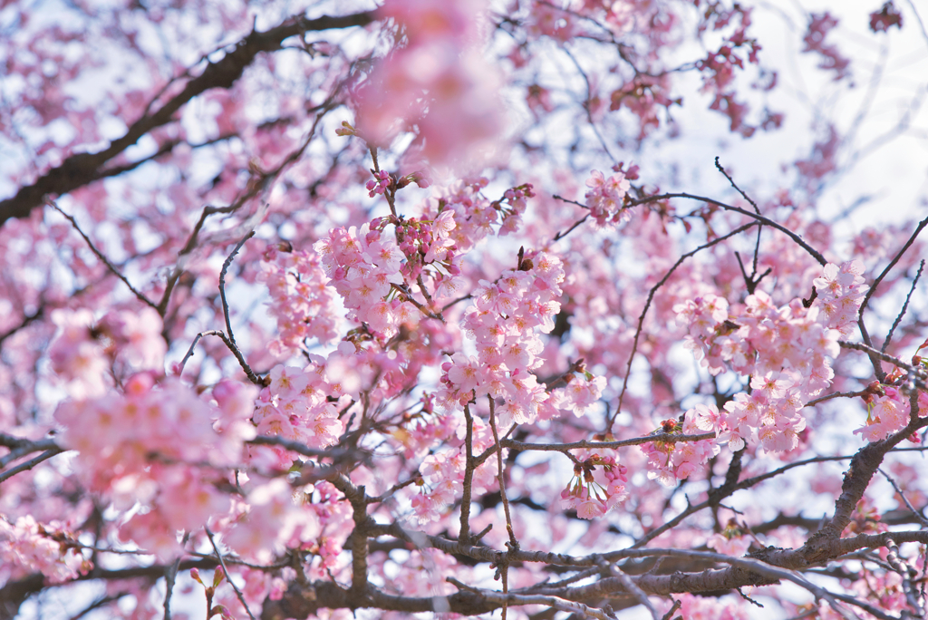 新宿御苑の桜