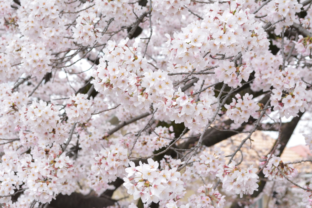 桜爛漫