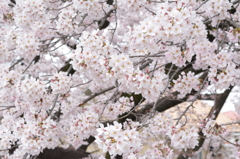 桜爛漫