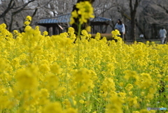 菜の花の中で