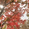 紅葉
