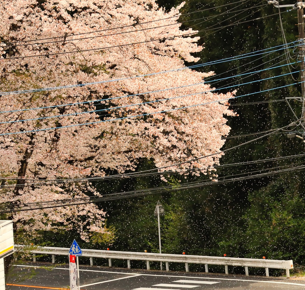 桜吹雪