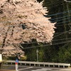 桜吹雪