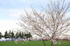 桜