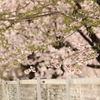 春爛漫