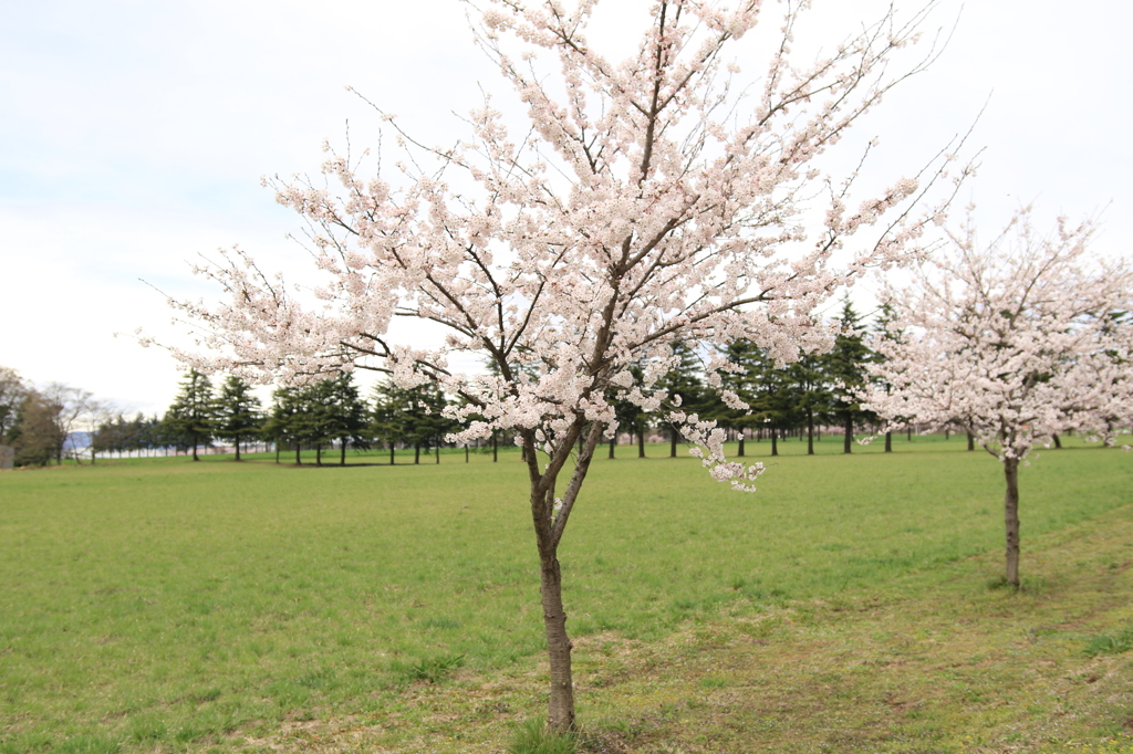 まだ小さいけど