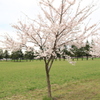 まだ小さいけど