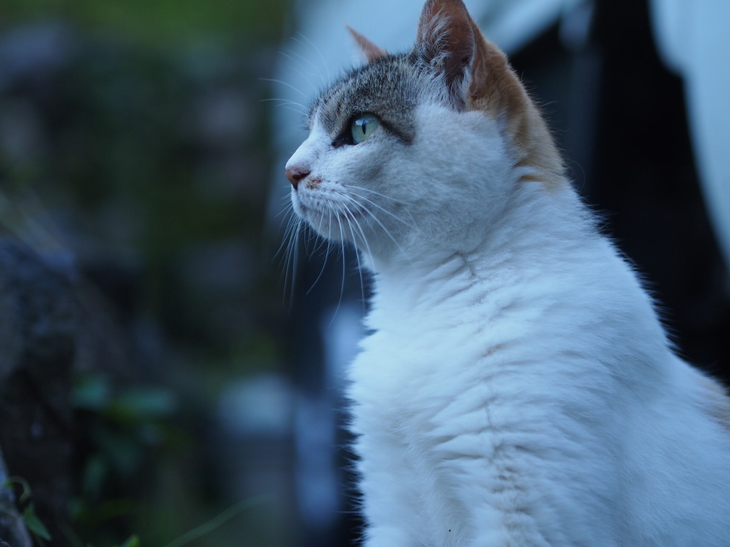 近所の野良