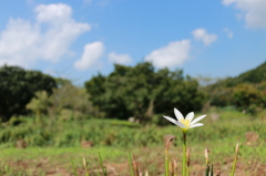 公園の花