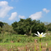 公園の花