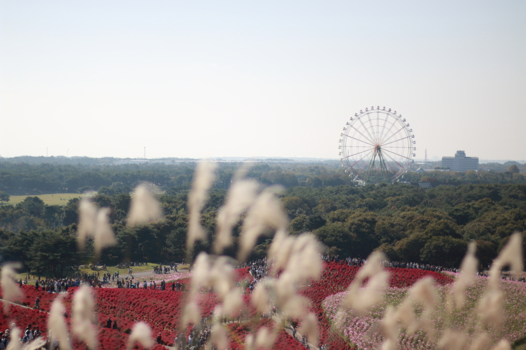 ひたち海浜公園