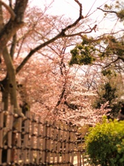 sakura