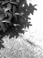 shadow ２
