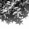 shadow