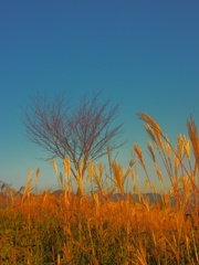 autumn