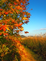 autumn ２