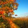 autumn ２