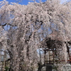 枝垂れ桜