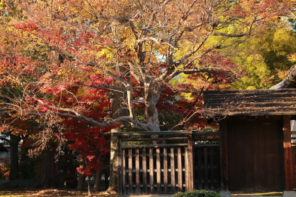 秋の庭園