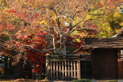 秋の庭園