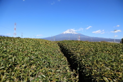 茶畑＆富士