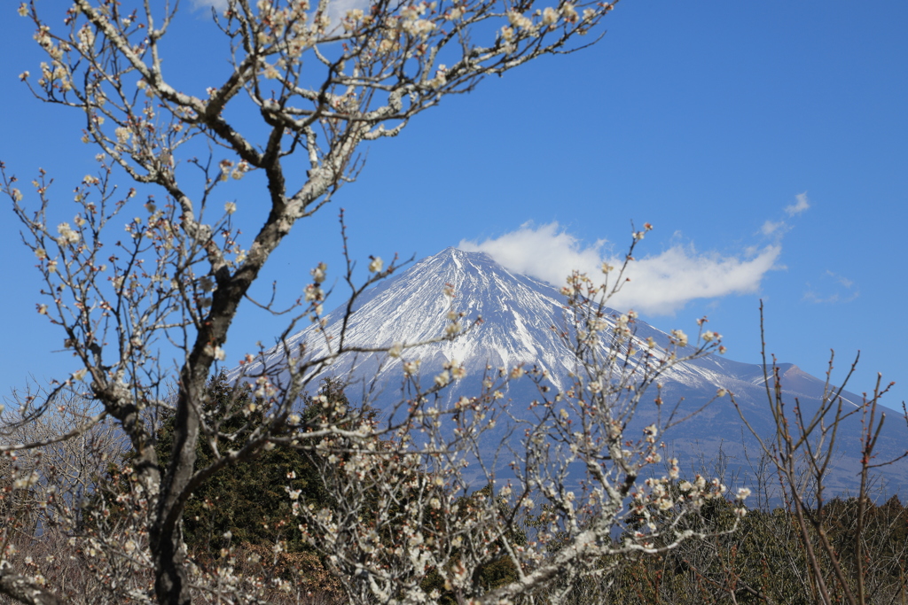岩本山公園（白梅）