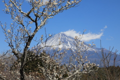 岩本山公園（白梅）