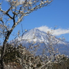 岩本山公園（白梅）