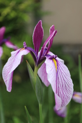 花菖蒲：杜若？