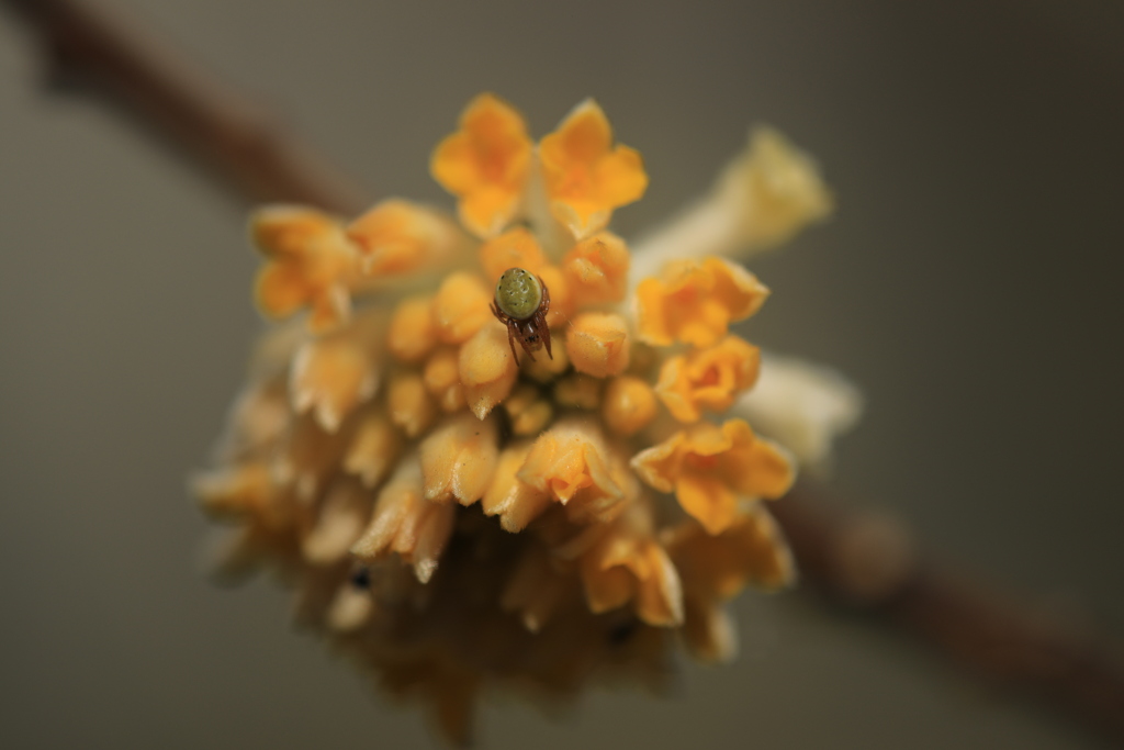 ミツマタの花と「ハナオニグモ」