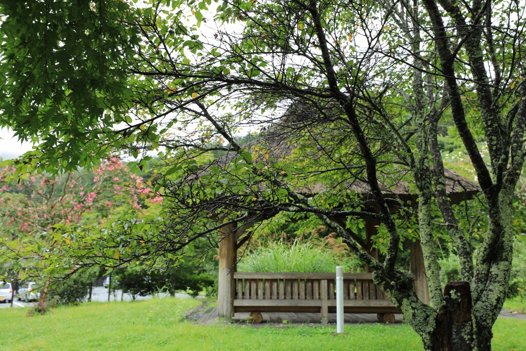 夏の終わりの庭園