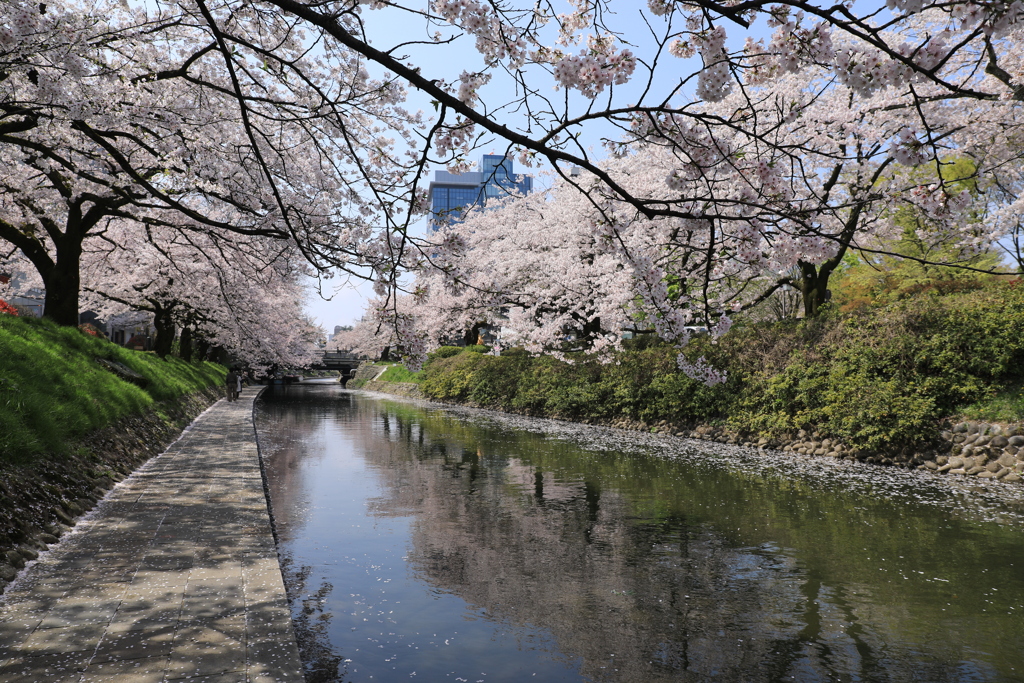 城下町の桜