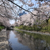 城下町の桜