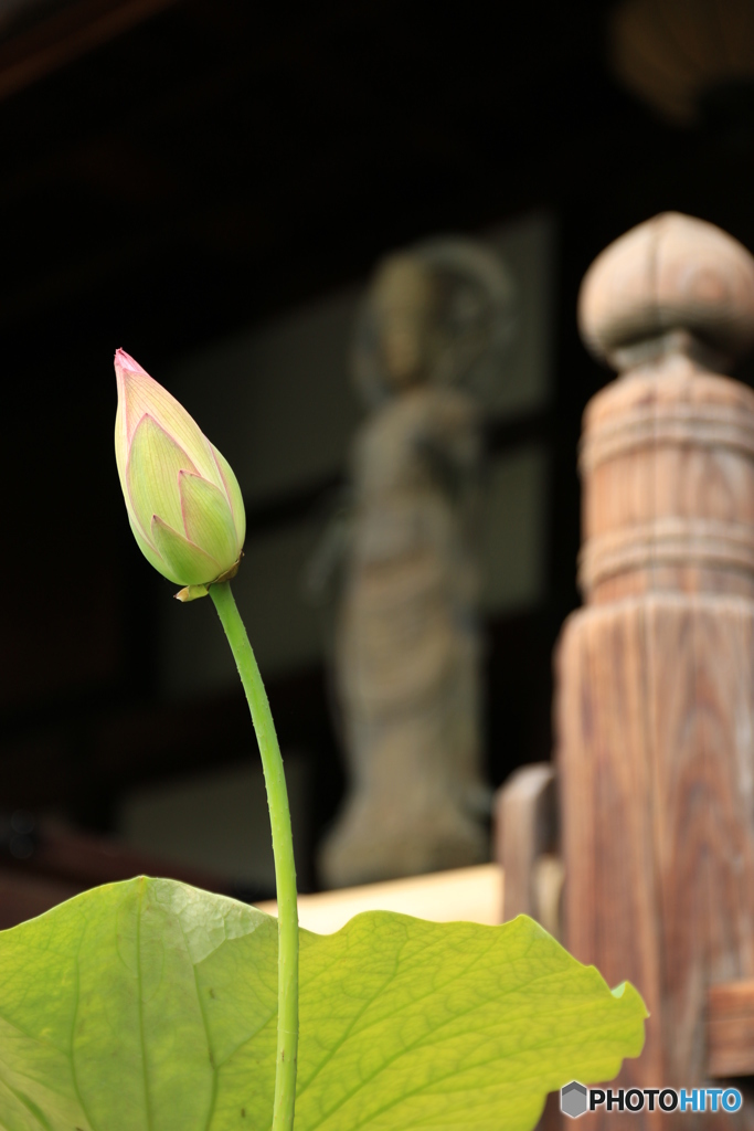 次は満開を・・・